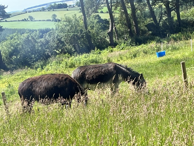 Sacred Companions — deepening ancestral connection