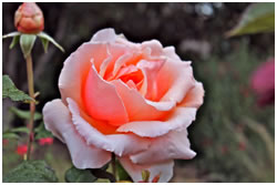 Celtic Holotropic & Shamanic Breathwork Weekend Retreat