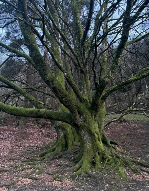 The old moss-covered beech, roots holding the hill