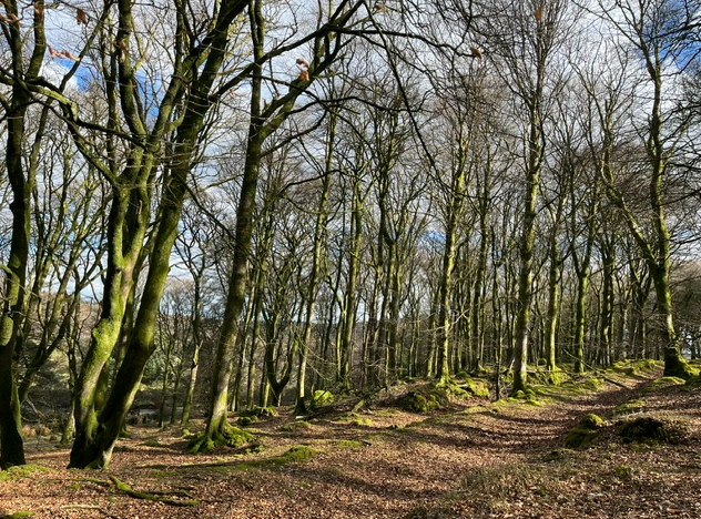 Green light in the beech wood