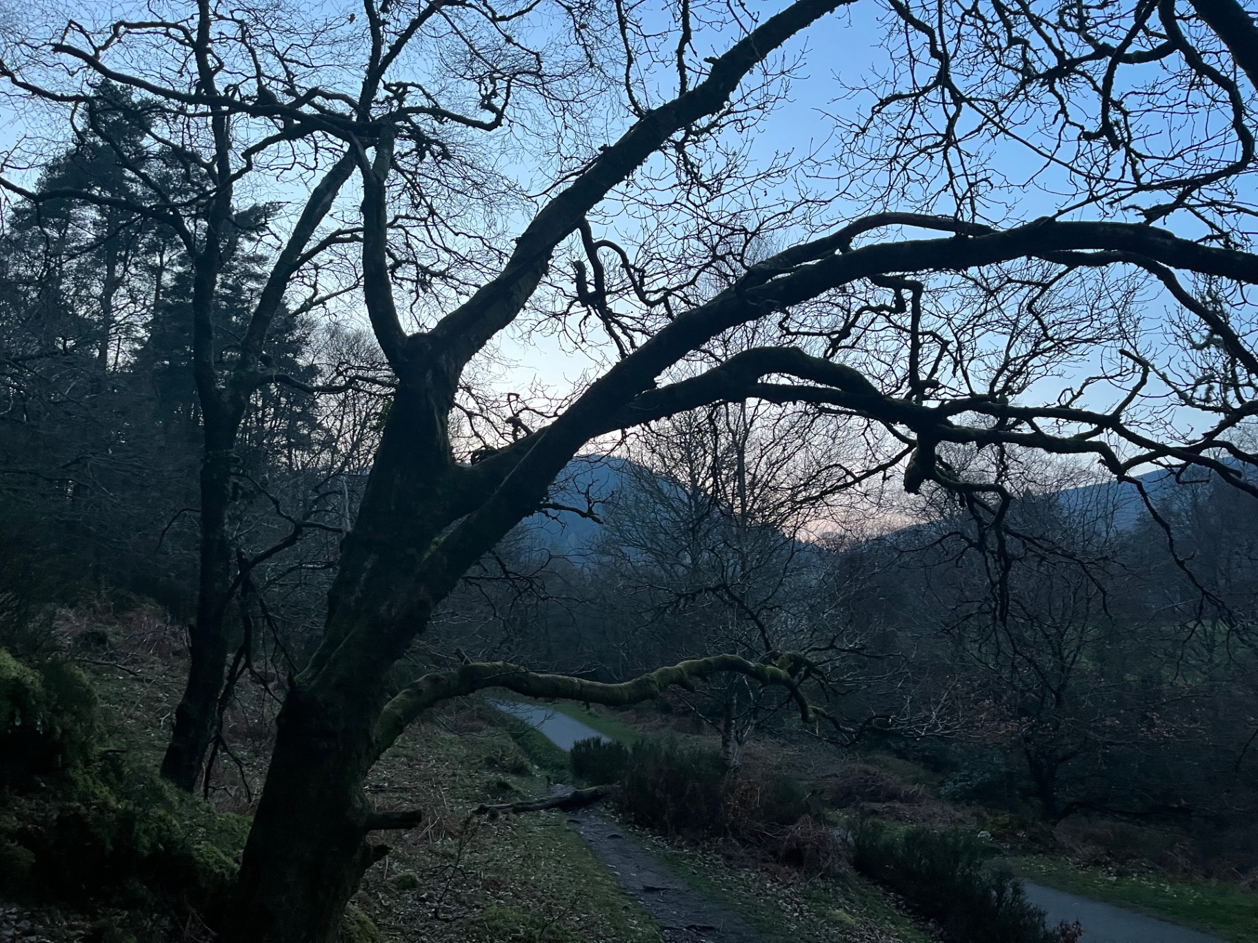 First light through the oak